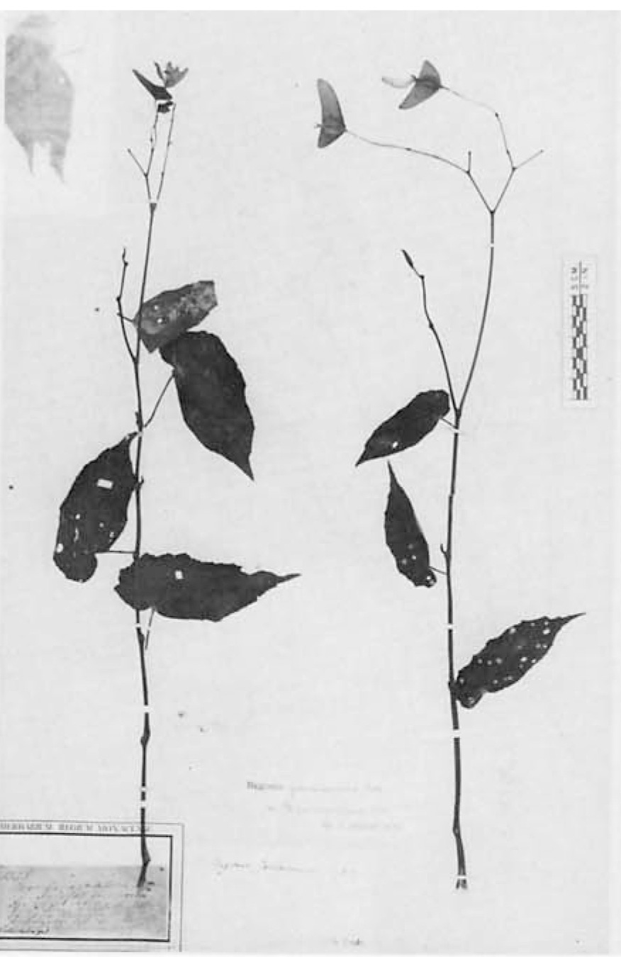 B. jamaicensis